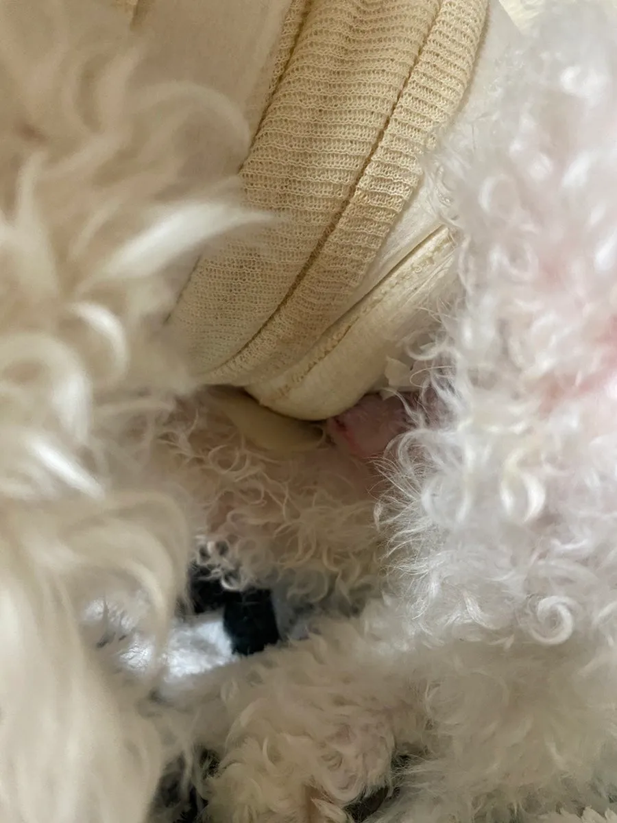 강아지 피하낭종 제거, 로얄동물메디컬센터 수술 후기 및 비용 — 사진 12