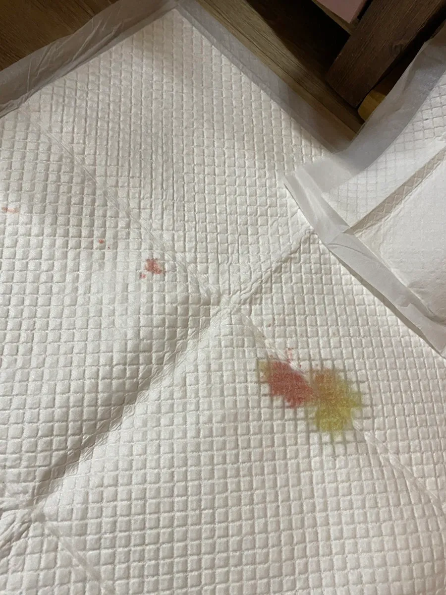 강아지 피하낭종 제거, 로얄동물메디컬센터 수술 후기 및 비용 — 사진 13