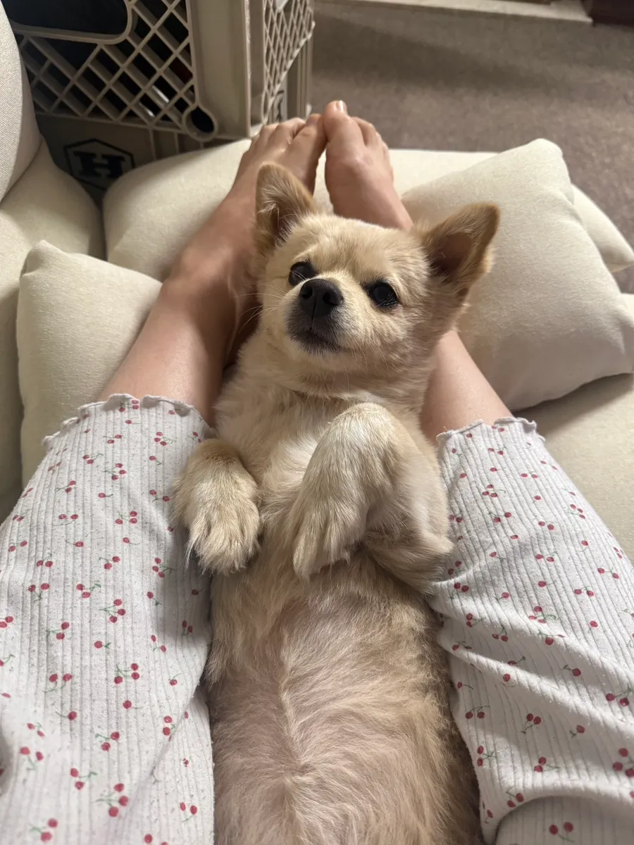 강아지 행동 분석: 멍MBTI로 우리 아이 성향 파악하기 — 사진 2