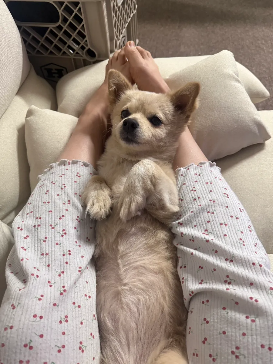 강아지 행동 분석: 멍MBTI로 우리 아이 성향 파악하기 — 사진 3