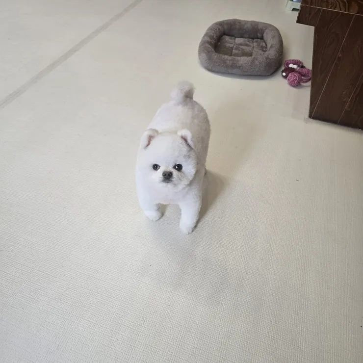 대구 강아지 보호소 하이바이, 입양 전 신중한 결정 돕는 곳 — 사진 2
