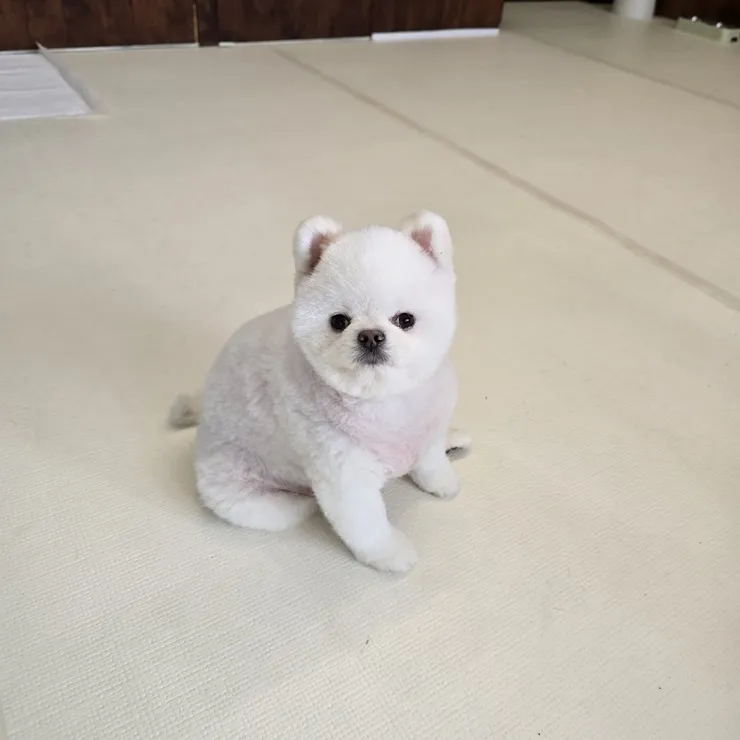 대구 강아지 보호소 하이바이, 입양 전 신중한 결정 돕는 곳 — 사진 4
