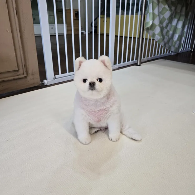 대구 강아지 보호소 하이바이, 입양 전 신중한 결정 돕는 곳 — 사진 5
