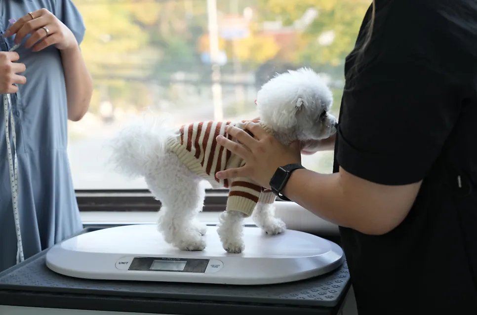 부산 애견호텔 코모네하우스, 미용까지 한 번에 해결 — 사진 10