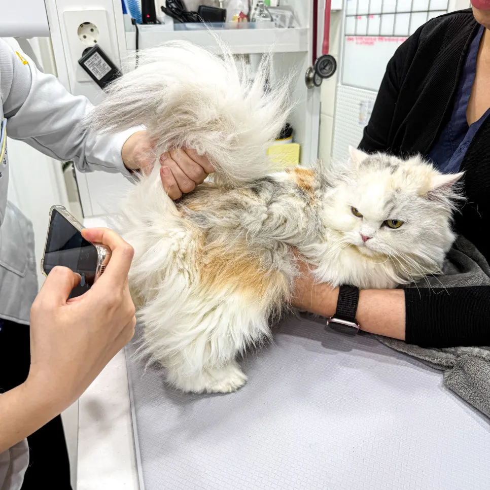 페르시안 고양이 심장병 검사, 강남 루미나 내과동물병원 비용 후기