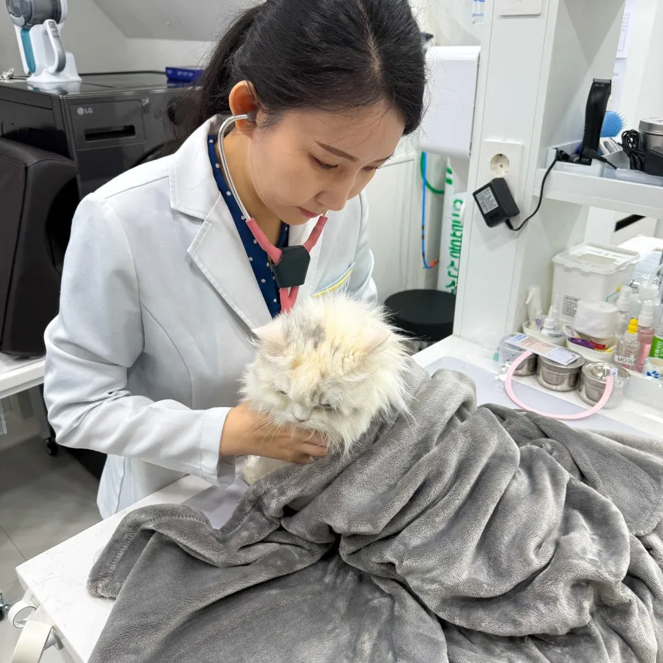 페르시안 고양이 심장병 검사, 강남 루미나 내과동물병원 비용 후기 — 사진 4