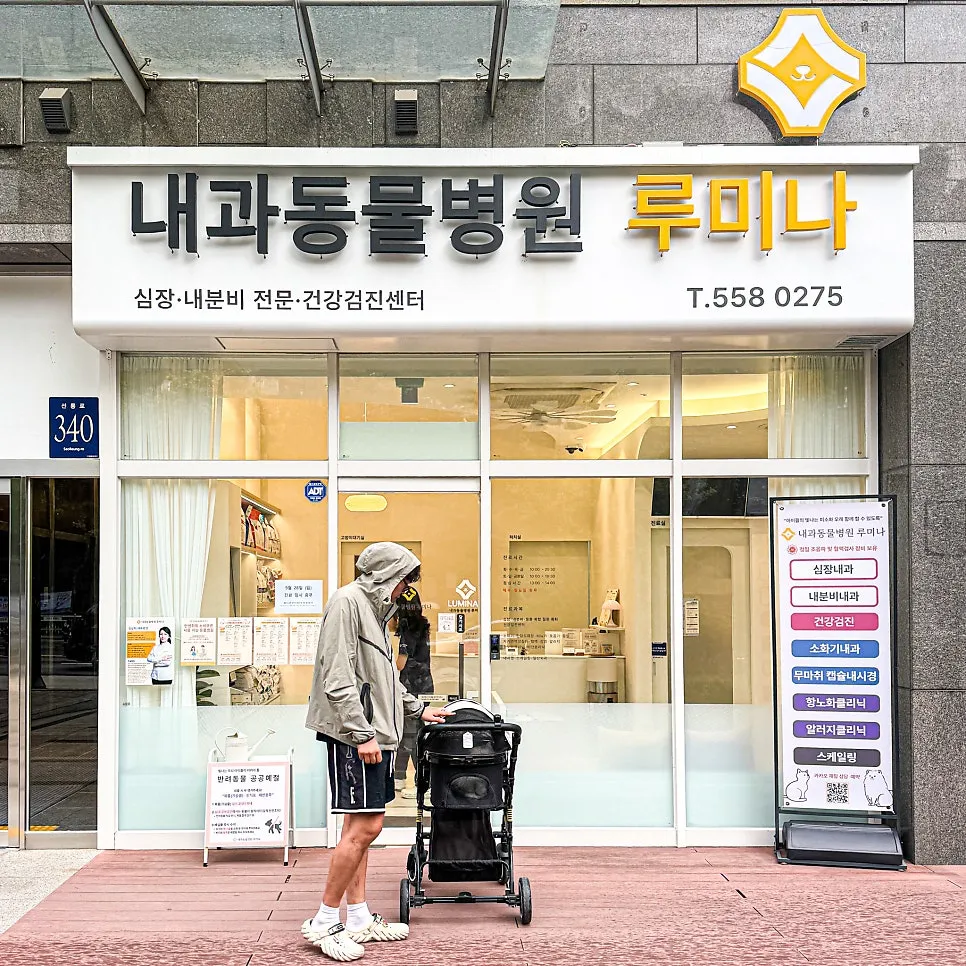 페르시안 고양이 심장병 검사, 강남 루미나 내과동물병원 비용 후기 — 사진 5