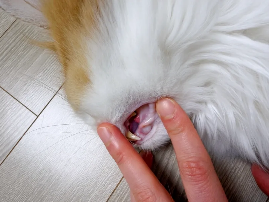 고양이 치아흡수성병변 재발, 수원 레이동물병원 발치 후기 — 사진 2