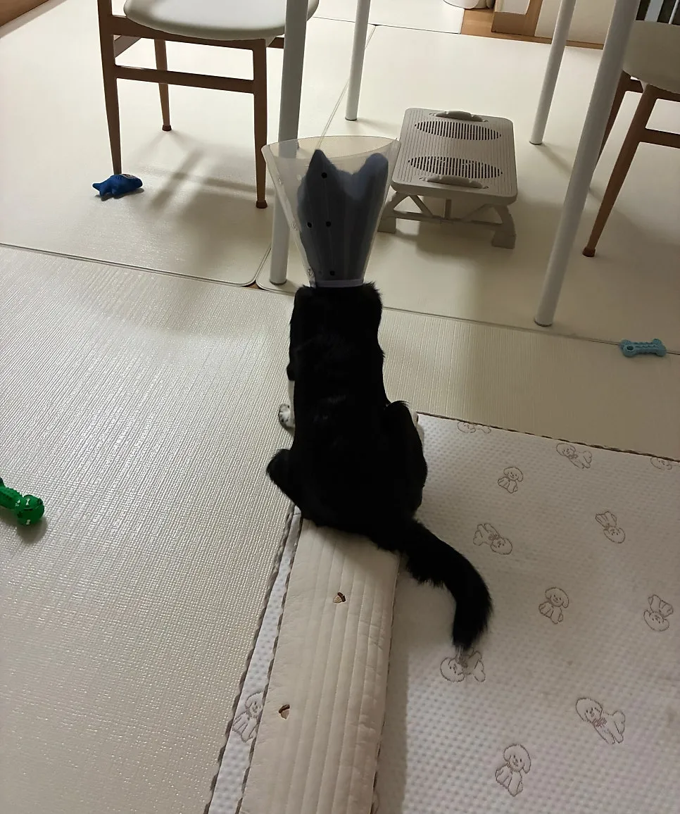 수컷 강아지 중성화 시기, 비용, 준비사항 완벽 가이드 — 사진 7