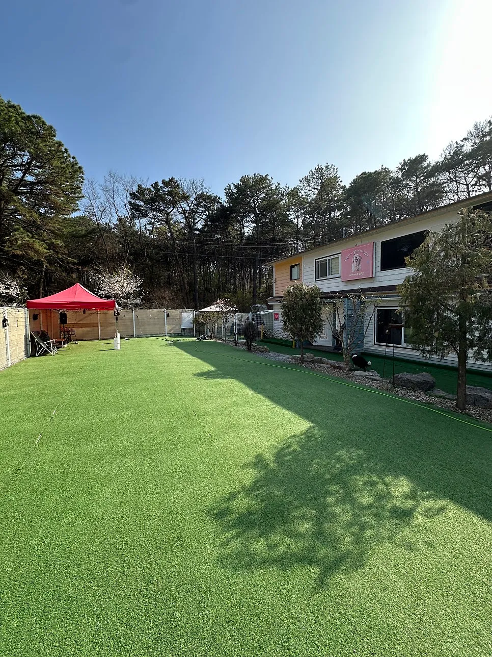 파주 운정 강아지 유치원, 중대형견 사회화 체험 후기 — 사진 11