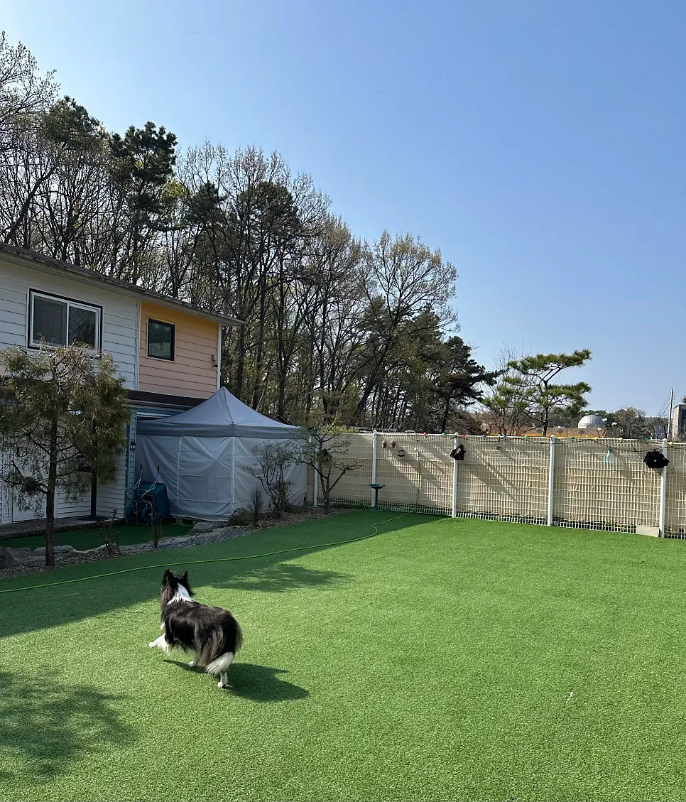 파주 운정 강아지 유치원, 중대형견 사회화 체험 후기 — 사진 13