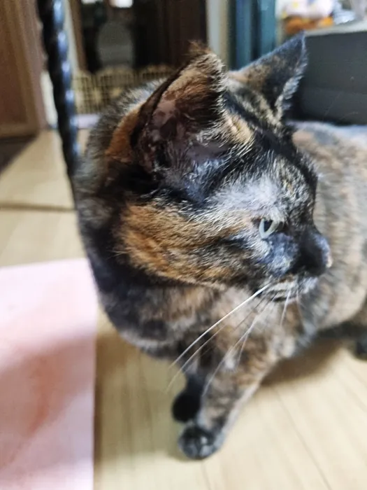 고양이 다리 골절 수술, 잠실ON동물의료센터 후기