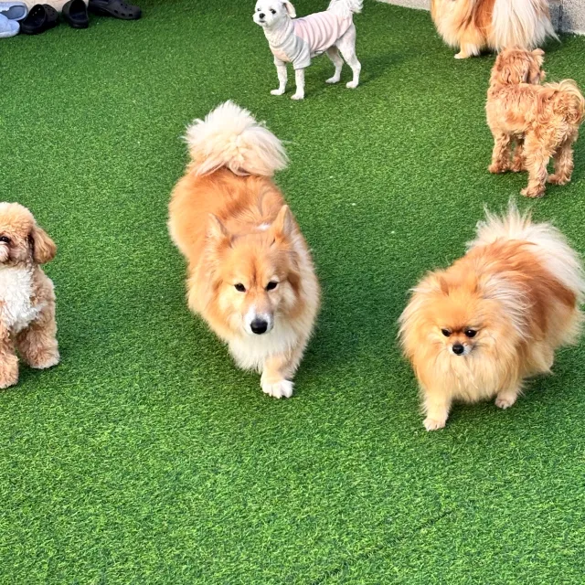 애견호텔 창업, 멍프리스쿨 상담 후기 및 운영 노하우