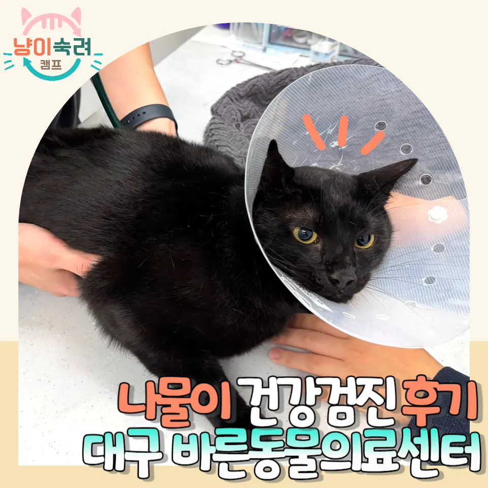 대구 고양이 건강검진: 바른동물의료센터 24시 전문 진료