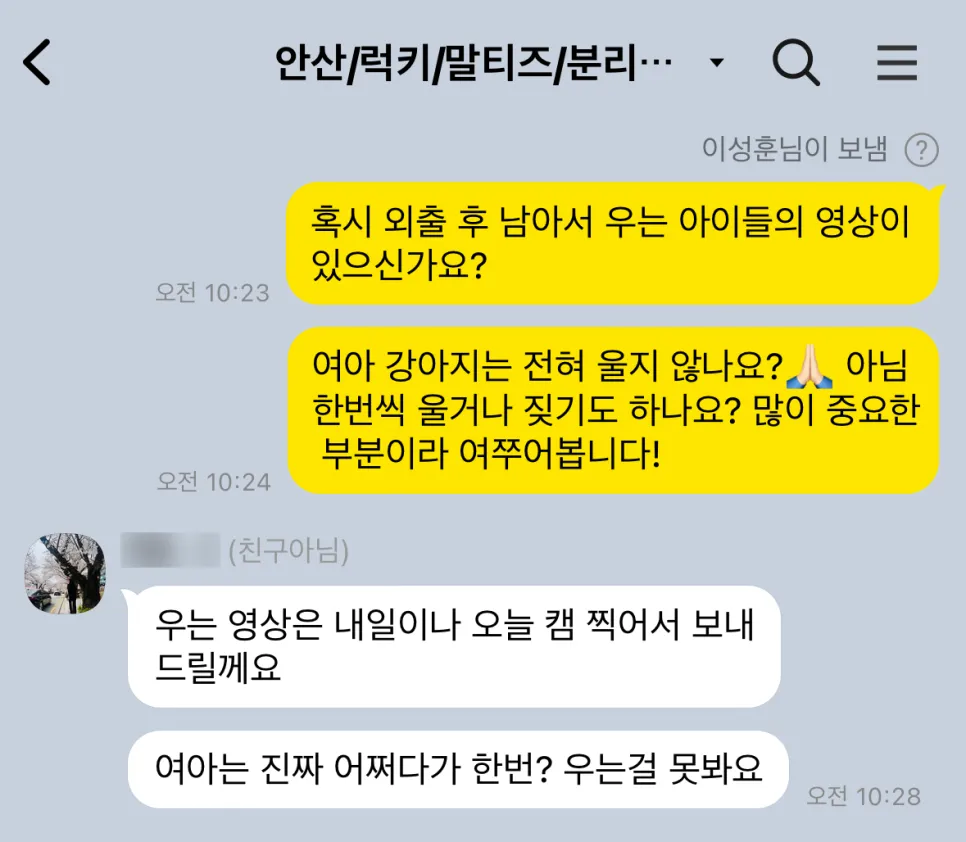 안산 노견 말티즈 분리불안 방문교육 성공 후기 — 사진 3