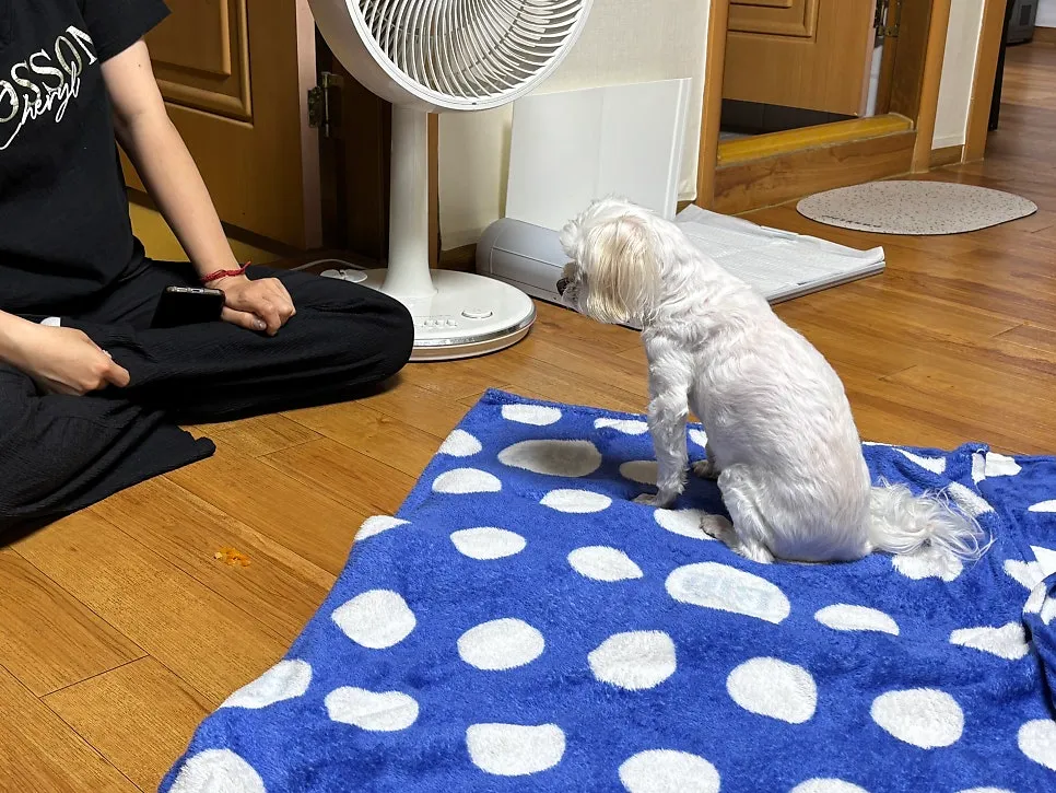 안산 노견 말티즈 분리불안 방문교육 성공 후기 — 사진 5