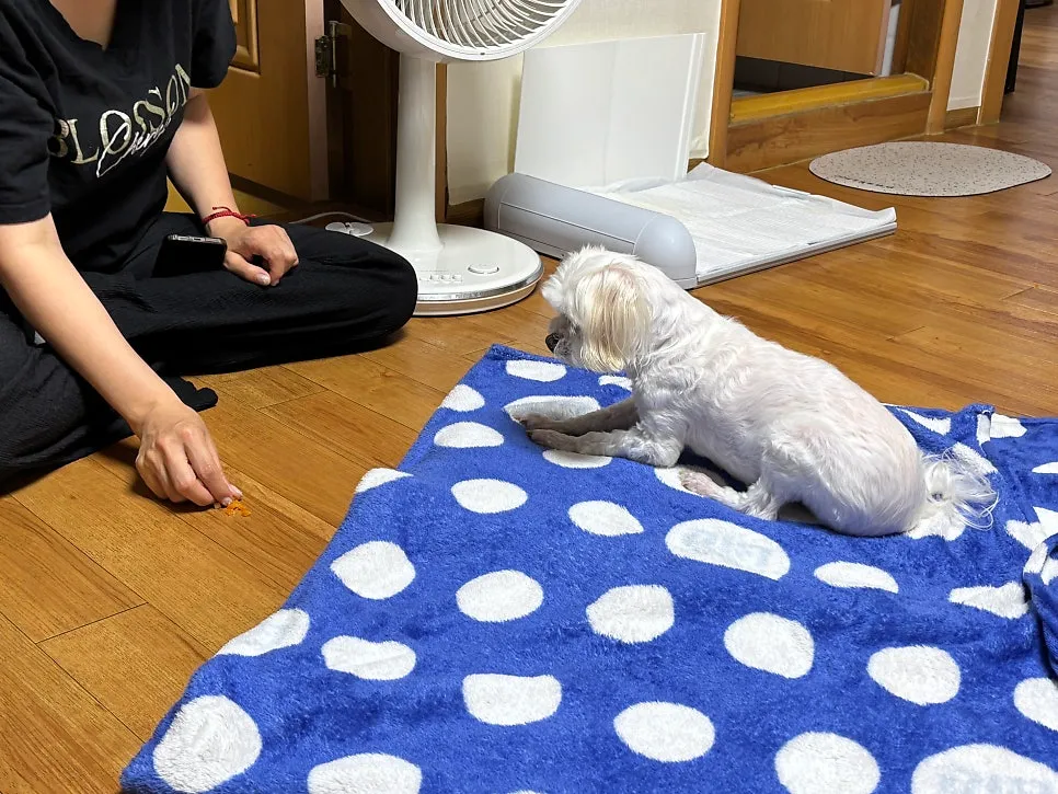 안산 노견 말티즈 분리불안 방문교육 성공 후기 — 사진 6