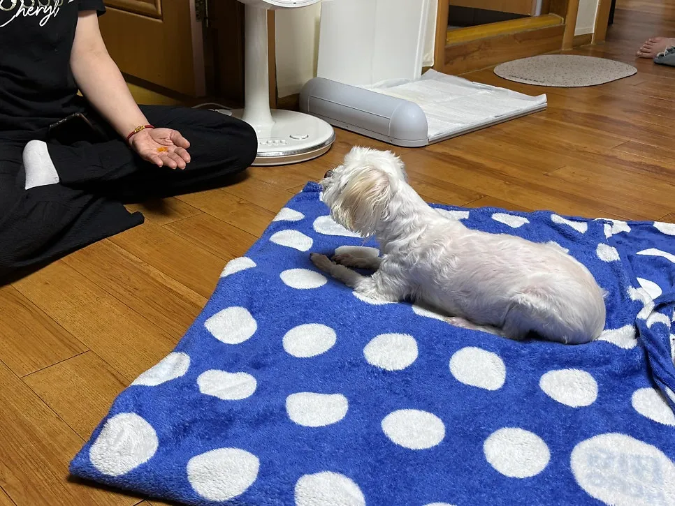 안산 노견 말티즈 분리불안 방문교육 성공 후기 — 사진 8
