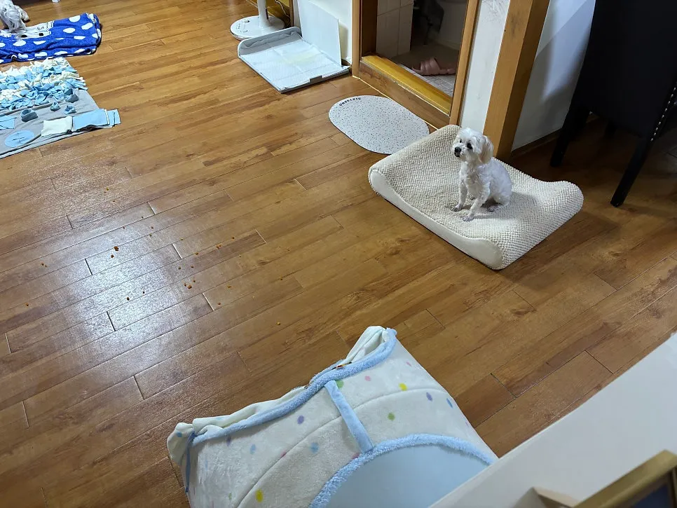 안산 노견 말티즈 분리불안 방문교육 성공 후기 — 사진 10