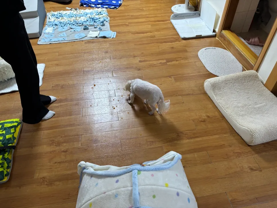 안산 노견 말티즈 분리불안 방문교육 성공 후기 — 사진 11