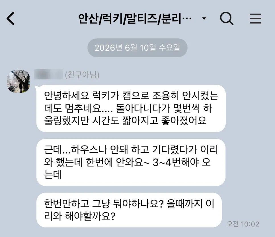 안산 노견 말티즈 분리불안 방문교육 성공 후기 — 사진 12