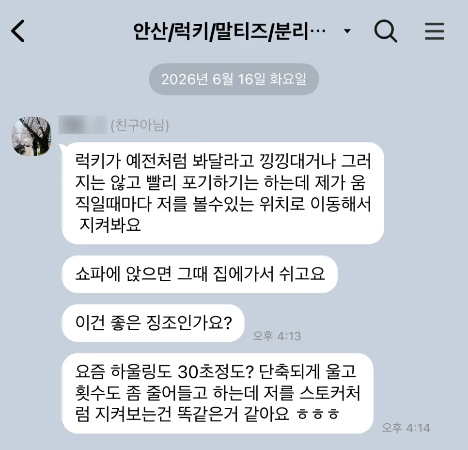 안산 노견 말티즈 분리불안 방문교육 성공 후기 — 사진 14