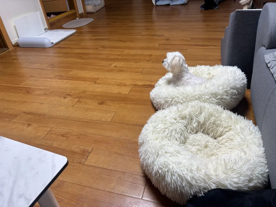 안산 노견 말티즈 분리불안 방문교육 성공 후기 — 사진 15