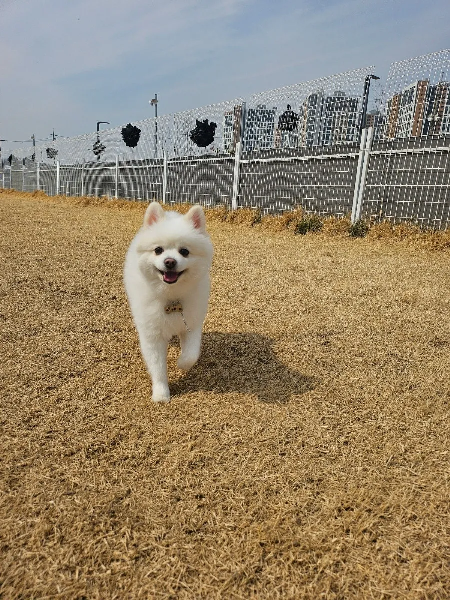 오산 1500평 천연잔디 애견유치원·호텔 비용 및 후기 — 사진 2