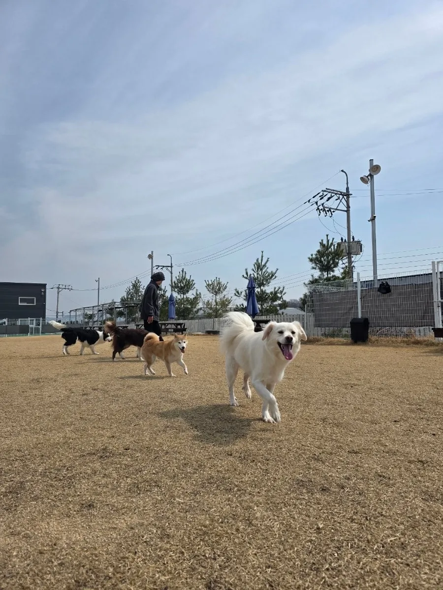 오산 1500평 천연잔디 애견유치원·호텔 비용 및 후기 — 사진 5