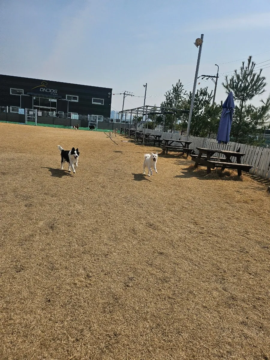 오산 1500평 천연잔디 애견유치원·호텔 비용 및 후기 — 사진 20