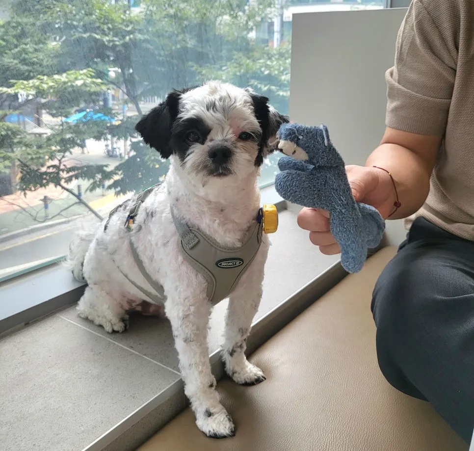 말티푸 슬개골 수술 후기: 부산 동물병원 비용 및 입원 정보 — 사진 2