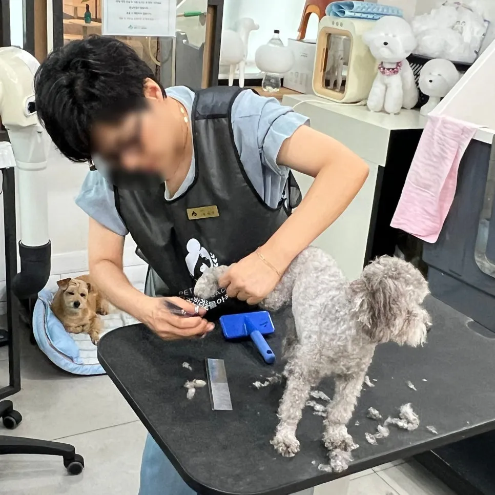 푸들 출장 애견미용 창업, 월 300만원 이상 수익 비결 공개
