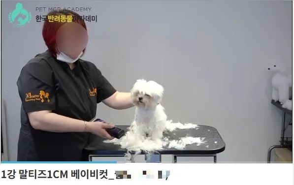 푸들 출장 애견미용 창업, 월 300만원 이상 수익 비결 공개 — 사진 5