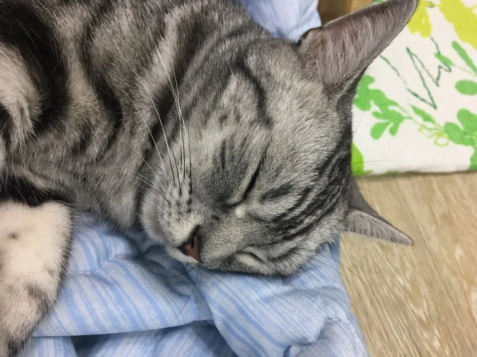 동탄 고양이 건강검진 병원 추천: 접종·진료비 후기