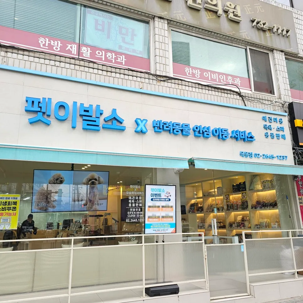 신정동 미니비숑 위생목욕·얼굴컷: 엉킨 털 관리 후기 — 사진 9