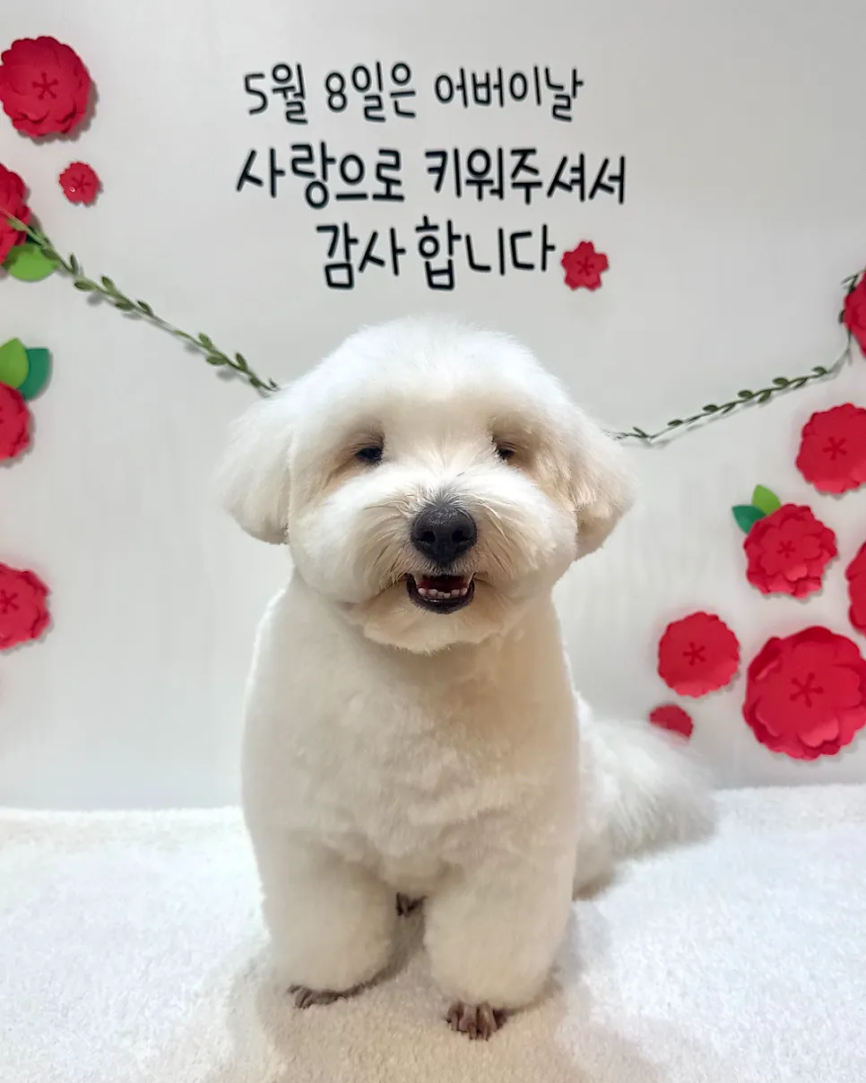 신정동 꼬똥 드 툴레아 전체가위컷 미용 후기 — 사진 2