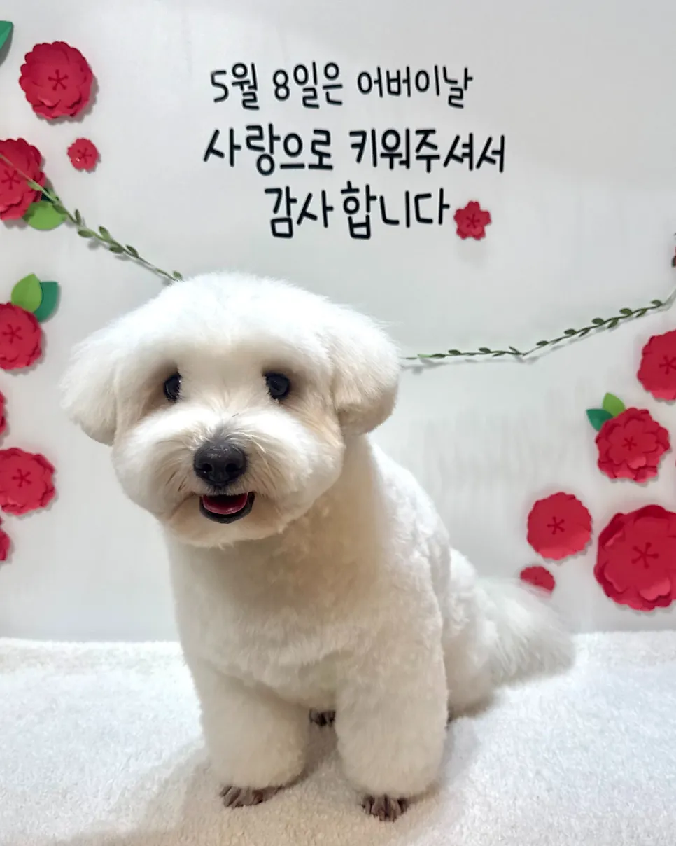 신정동 꼬똥 드 툴레아 전체가위컷 미용 후기 — 사진 3