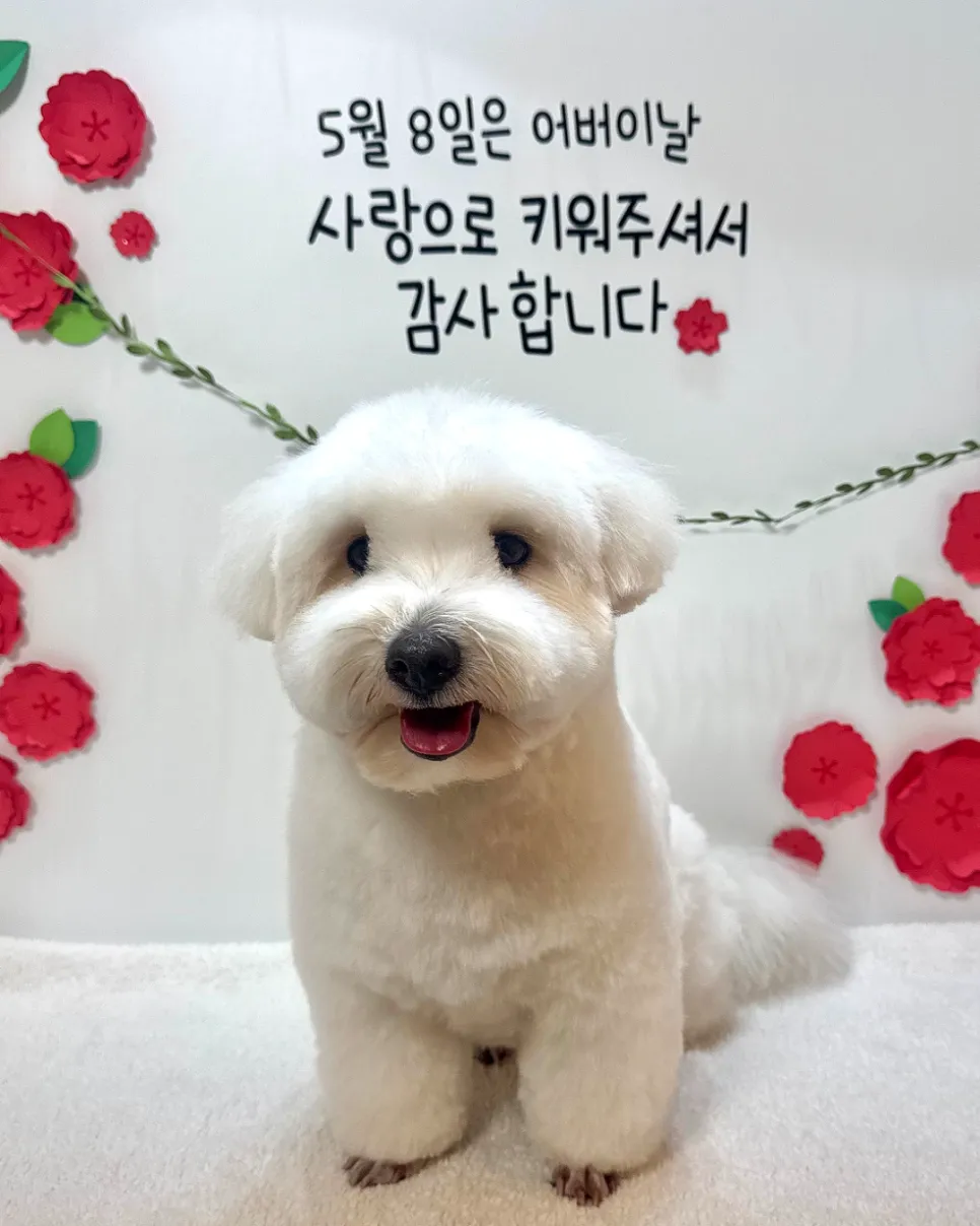 신정동 꼬똥 드 툴레아 전체가위컷 미용 후기 — 사진 4