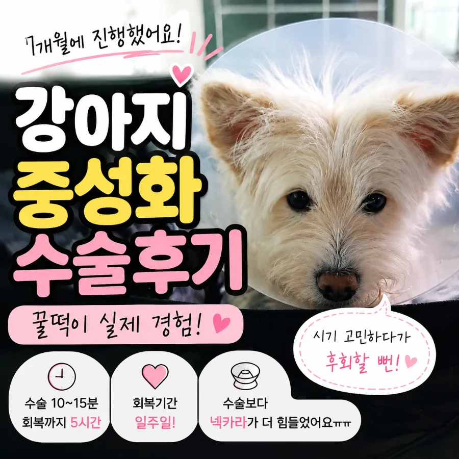 7개월 남아 꿀떡이의 강아지 중성화 수술 후기 및 회복 과정 — 사진 2