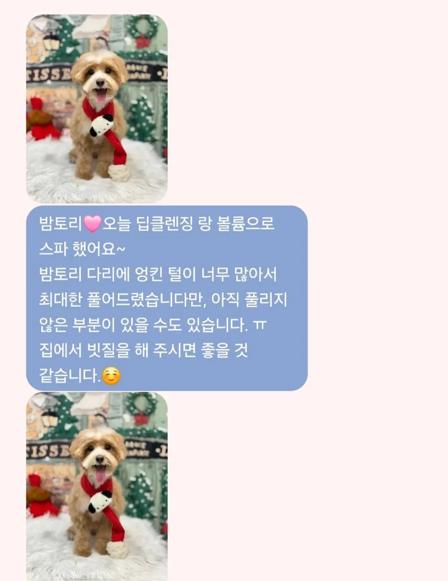 운정 강아지 스파 미용 후기: 노노펫 애견미용 비용 및 과정 — 사진 15