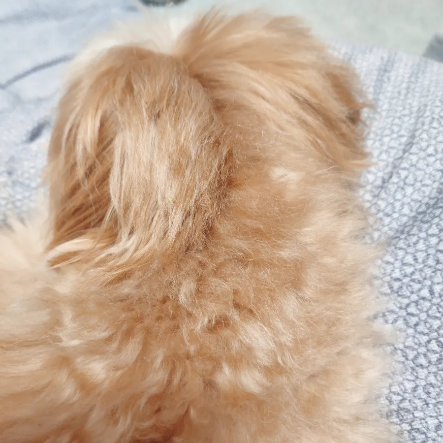 운정 강아지 스파 미용 후기: 노노펫 애견미용 비용 및 과정 — 사진 19