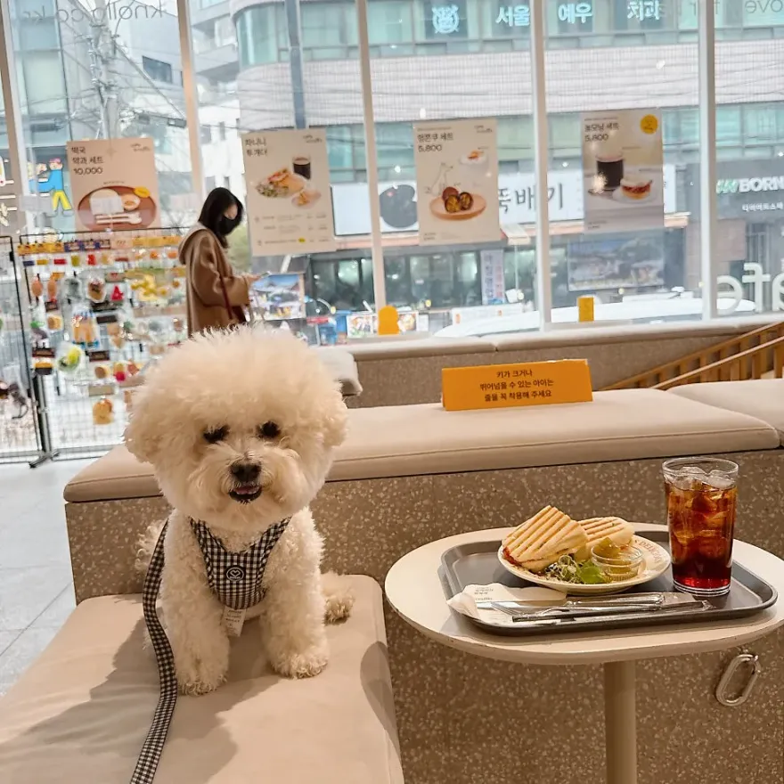 강남 애견동반카페 놀로 스퀘어, 편안한 휴식 공간 — 사진 6