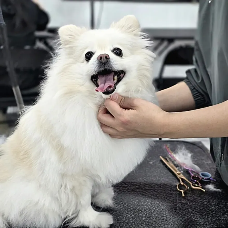 노원 애견미용학원 실견수업 중요성 및 선택 가이드 — 사진 5