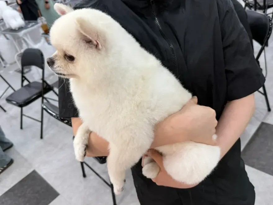 부천 상동 애견미용학원: 최신 시설과 체계적 실습 과정 — 사진 2