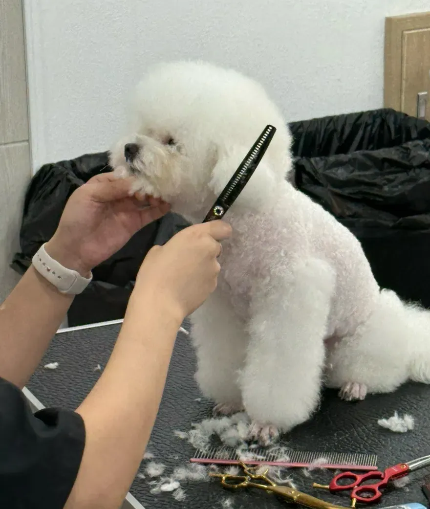 부천 상동 애견미용학원: 최신 시설과 체계적 실습 과정 — 사진 9