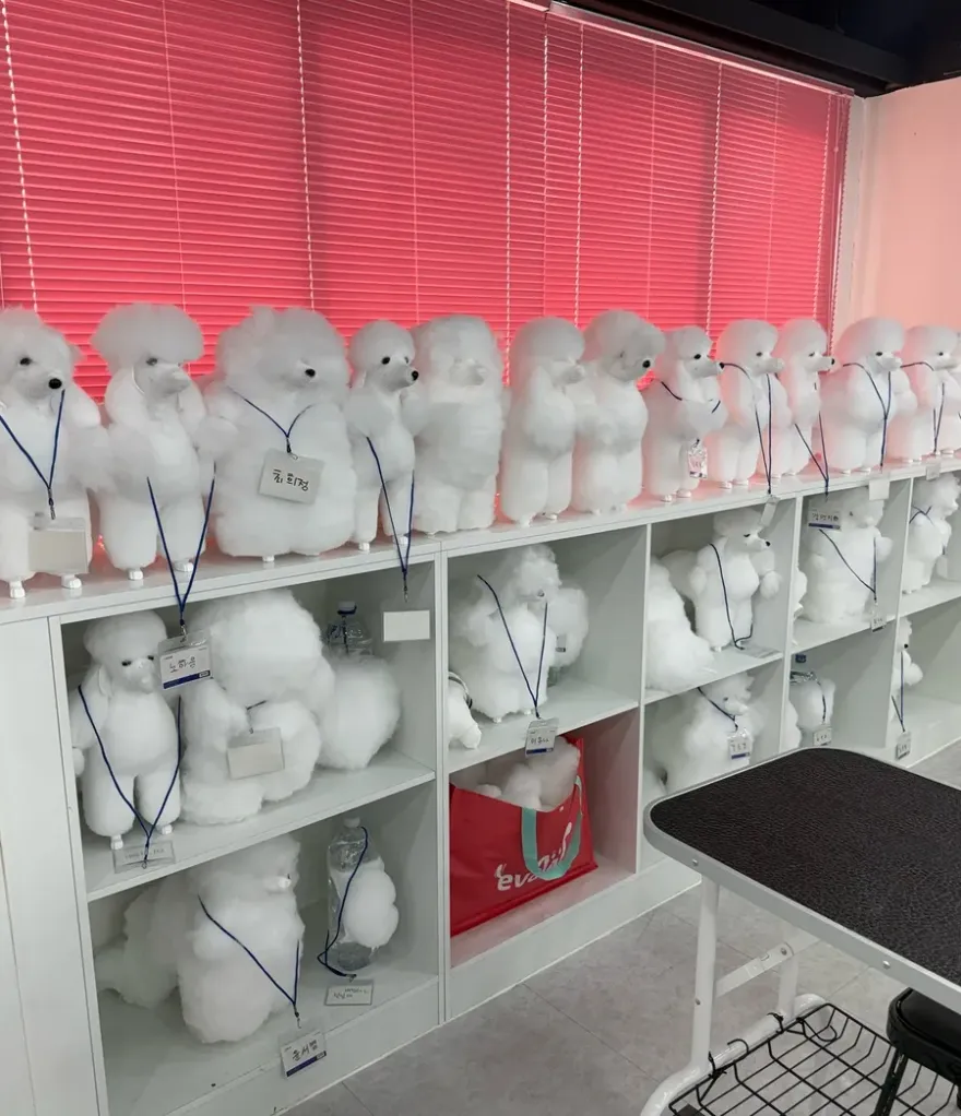 부천 상동 애견미용학원: 최신 시설과 체계적 실습 과정 — 사진 10