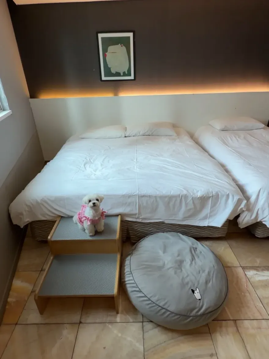 부산 애견동반 숙소, 해운대 더펫텔 1박 16만원 후기 — 사진 5