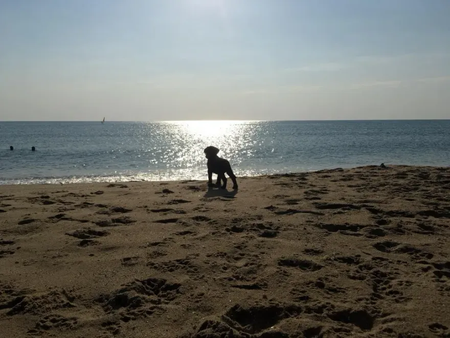 강아지 장례식장 비용 및 절차 완벽 안내 — 사진 3